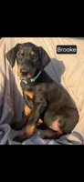 Brooke WEEKEND SPECIAL $250 OFF!, a female Doberman Pinscher for sale in Albany, OH – 3 of 9