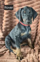 Rover, a male Doberman Pinscher for sale in Albany, OH – 1 of 5