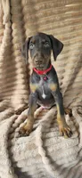 Ginger, a female Doberman Pinscher for sale in Albany, OH – 6 of 7