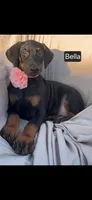 Bella WEEKEND SPECIAL $250 OFF!, a female Doberman Pinscher for sale in Albany, OH – 9 of 10