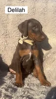 Delilah, a female Doberman Pinscher for sale in Albany, OH – 2 of 4