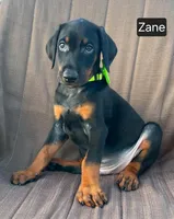 Zane, a male Doberman Pinscher for sale in Albany, OH – 3 of 4