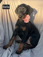 Bella, a female Doberman Pinscher for sale in Albany, OH – 5 of 7