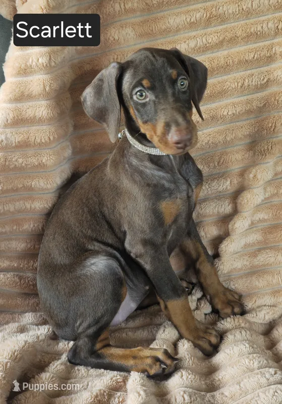 Scarlett  – Doberman Pinscher puppy for sale in Albany, OH