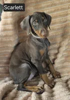 Scarlett , a female Doberman Pinscher for sale in Albany, OH – 1 of 6