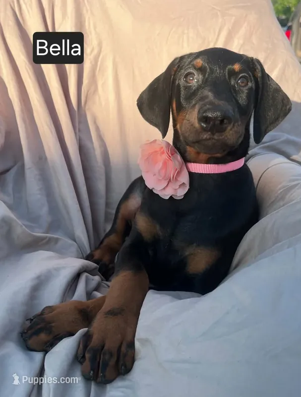 Bella – Doberman Pinscher puppy for sale in Albany, OH