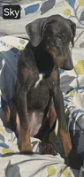 WEEKEND SPECIAL $300 OFF! "Sky" BLUE Doberman Pinscher Female Puppy, a female Doberman Pinscher for sale in Albany, OH – 3 of 10
