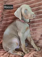 Rocco, a male Doberman Pinscher for sale in Albany, OH – 3 of 4