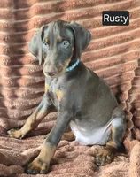 Rusty, a male Doberman Pinscher for sale in Albany, OH – 5 of 7