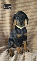 Lucy, a female Doberman Pinscher for sale in Albany, OH – 6 of 6