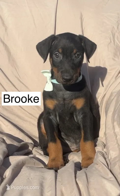 Brooke – Doberman Pinscher puppy for sale in Albany, OH