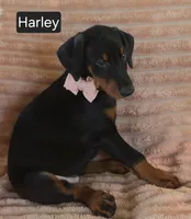 Harley, a female Doberman Pinscher for sale in Albany, OH – 3 of 6