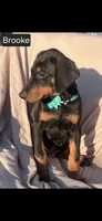 Brooke WEEKEND SPECIAL $250 OFF!, a female Doberman Pinscher for sale in Albany, OH – 4 of 9