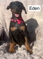 Eden, a female Doberman Pinscher for sale in Albany, OH – 2 of 3