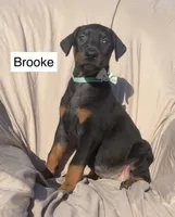 Brooke, a female Doberman Pinscher for sale in Albany, OH – 2 of 7