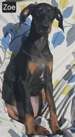 WEEKEND SPECIAL $300 OFF "Zoe", a female Doberman Pinscher for sale in Albany, OH – 2 of 7