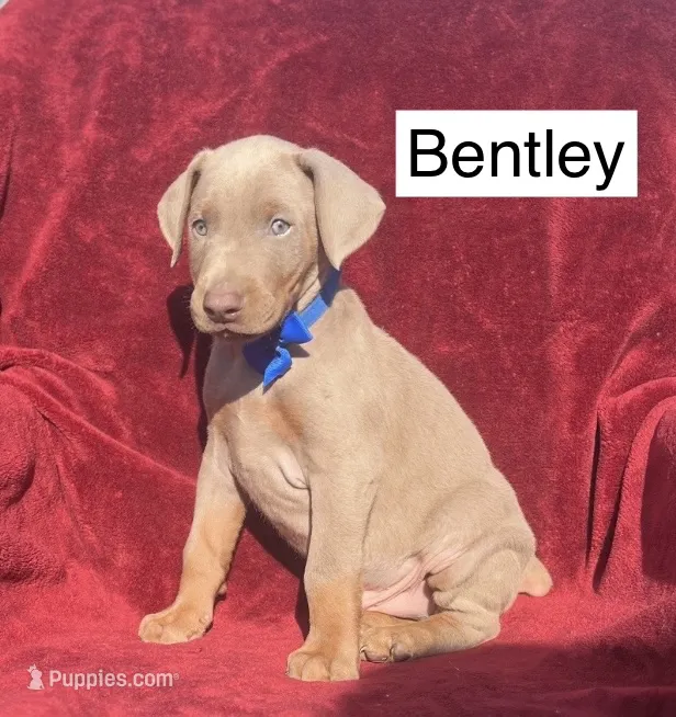 Bentley – Doberman Pinscher puppy for sale in Albany, OH