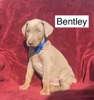 Bentley, a male Doberman Pinscher for sale in Albany, OH – 1 of 5