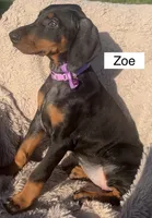 Zoe, a female Doberman Pinscher for sale in Albany, OH – 2 of 3