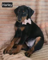 Harley, a female Doberman Pinscher for sale in Albany, OH – 5 of 6