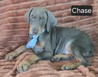 Chase, a male Doberman Pinscher for sale in Albany, OH – 2 of 4