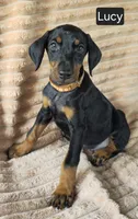 Lucy, a female Doberman Pinscher for sale in Albany, OH – 5 of 6