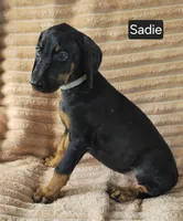 Sadie, a female Doberman Pinscher for sale in Albany, OH – 7 of 7