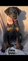 Bella WEEKEND SPECIAL $250 OFF!, a female Doberman Pinscher for sale in Albany, OH – 10 of 10