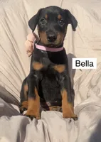 Bella, a female Doberman Pinscher for sale in Albany, OH – 3 of 6