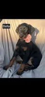 Bella WEEKEND SPECIAL $250 OFF!, a female Doberman Pinscher for sale in Albany, OH – 8 of 10