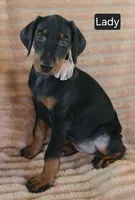 Lady, a female Doberman Pinscher for sale in Albany, OH – 3 of 4