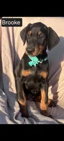 Brooke WEEKEND SPECIAL $250 OFF!, a female Doberman Pinscher for sale in Albany, OH – 8 of 9