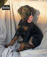 Bella, a female Doberman Pinscher for sale in Albany, OH – 4 of 7