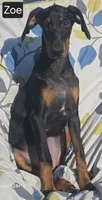 WEEKEND SPECIAL $300 OFF "Zoe", a female Doberman Pinscher for sale in Albany, OH – 1 of 7