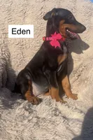Eden, a female Doberman Pinscher for sale in Albany, OH – 3 of 3