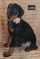 Lady, a female Doberman Pinscher for sale in Albany, OH – 2 of 4