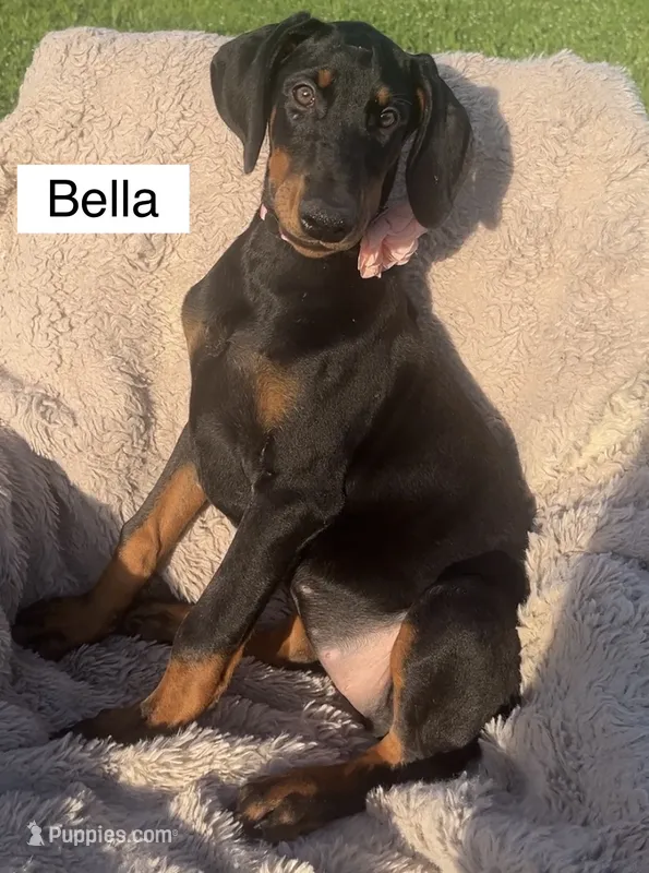 Bella – Doberman Pinscher puppy for sale in Albany, OH