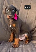 Zara, a female Doberman Pinscher for sale in Albany, OH – 1 of 5