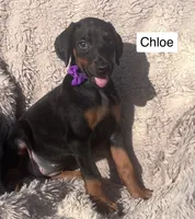 Chloe, a female Doberman Pinscher for sale in Albany, OH – 4 of 4