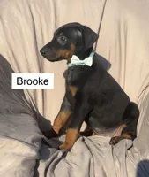 Brooke, a female Doberman Pinscher for sale in Albany, OH – 4 of 7