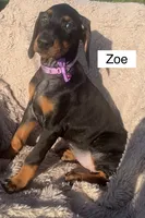 Zoe, a female Doberman Pinscher for sale in Albany, OH – 3 of 3
