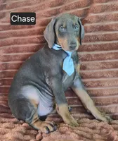 Chase, a male Doberman Pinscher for sale in Albany, OH – 3 of 4