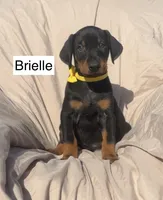 Briella, a female Doberman Pinscher for sale in Albany, OH – 2 of 7