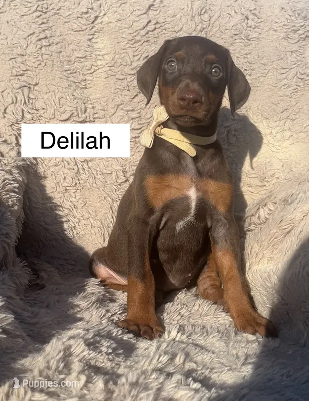 Delilah – Doberman Pinscher puppy for sale in Albany, OH