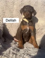Delilah, a female Doberman Pinscher for sale in Albany, OH – 1 of 4
