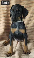Sadie, a female Doberman Pinscher for sale in Albany, OH – 2 of 7