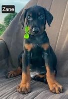 Zane, a male Doberman Pinscher for sale in Albany, OH – 2 of 4
