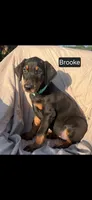 Brooke WEEKEND SPECIAL $250 OFF!, a female Doberman Pinscher for sale in Albany, OH – 2 of 9