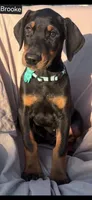 Brooke WEEKEND SPECIAL $250 OFF!, a female Doberman Pinscher for sale in Albany, OH – 6 of 9