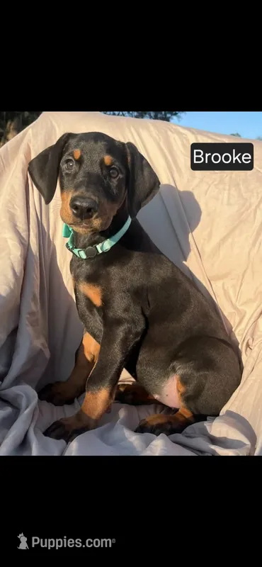 Brooke WEEKEND SPECIAL $250 OFF! – Doberman Pinscher puppy for sale in Albany, OH